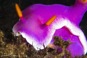 Hypselodoris apolegma/This is a 100 mm macro lens close-u... by Laurie Slawson 